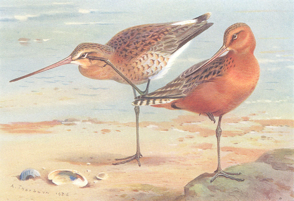 BRITISH BIRDS. Black-Tailed Godwit (summer) ; Bar- THORBURN 1926 old print